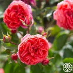 Veranda® Jolie -RoseLuxe Shop Jolie Veranda 134