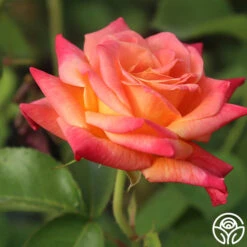 Joseph's Coat 17 Joseph's Coat -RoseLuxe Shop Joseph s Coat 11