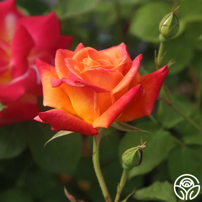 Joseph's Coat 5 Joseph's Coat - Image 5