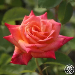 Joseph's Coat 21 Joseph's Coat -RoseLuxe Shop Joseph s Coat 13