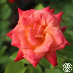 Joseph's Coat 26 Joseph's Coat -RoseLuxe Shop Joseph s Coat 15