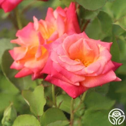 Joseph's Coat 28 Joseph's Coat -RoseLuxe Shop Joseph s Coat 16