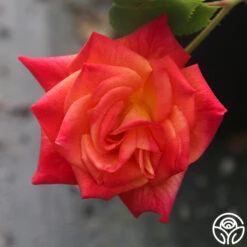 Joseph's Coat 25 Joseph's Coat -RoseLuxe Shop Joseph s Coat 19