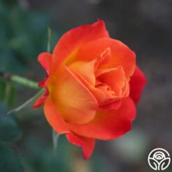 Joseph's Coat 27 Joseph's Coat -RoseLuxe Shop Joseph s Coat 22