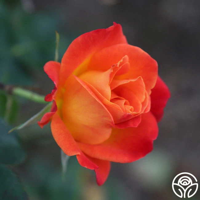 Joseph's Coat 13 Joseph's Coat - Image 13