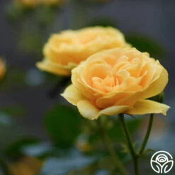 Julia Child™ -RoseLuxe Shop Julia Child 111