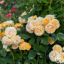 Julia Child™ -RoseLuxe Shop Julia Child 13 4a561d59 949e 4ed7 9917 7a09f1785528