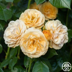 Julia Child™ -RoseLuxe Shop Julia Child 16