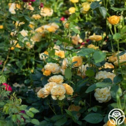 Julia Child™ -RoseLuxe Shop Julia Child 17