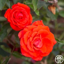 Kanegem 14 Kanegem -RoseLuxe Shop Kanegem 11