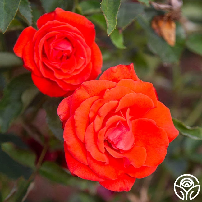 Kanegem 7 Kanegem - Image 7