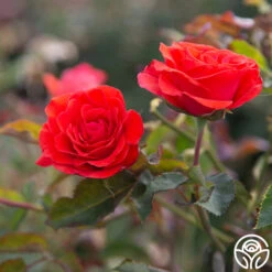 Kanegem 13 Kanegem -RoseLuxe Shop Kanegem 14