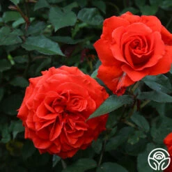 Kanegem 10 Kanegem -RoseLuxe Shop Kanegem 02