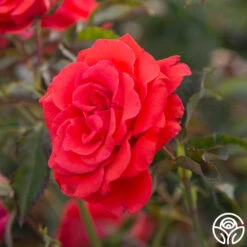 Kanegem 12 Kanegem -RoseLuxe Shop Kanegem 93