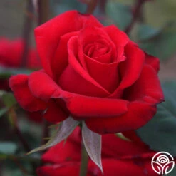 Kardinal™ 19 Kardinal™ -RoseLuxe Shop Kardinal 15