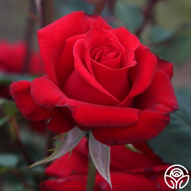 Kardinal™ 8 Kardinal™ - Image 8