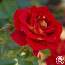 Ketchup & Mustard™ -RoseLuxe Shop Ketchup Mustard 12