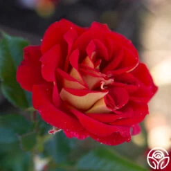 Ketchup & Mustard™ -RoseLuxe Shop Ketchup Mustard 122