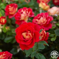 Best Seller -RoseLuxe Shop Ketchup Mustard 13