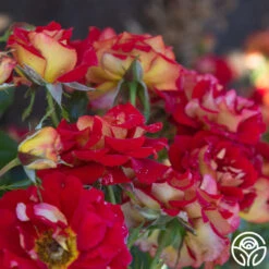 Ketchup & Mustard™ -RoseLuxe Shop Ketchup Mustard 145