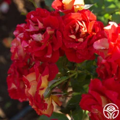 Ketchup & Mustard™ -RoseLuxe Shop Ketchup Mustard 188