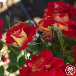 Ketchup & Mustard™ -RoseLuxe Shop Ketchup Mustard 19