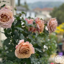 Koko Loko™ 25 Koko Loko™ -RoseLuxe Shop Koko Loko 14235