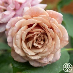 Koko Loko™ 26 Koko Loko™ -RoseLuxe Shop Koko Loko 44