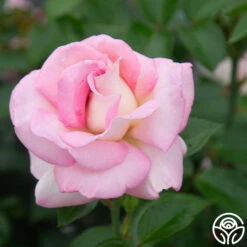 La Fleurette -RoseLuxe Shop La Fleurette 132