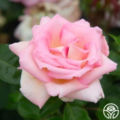 La Fleurette -RoseLuxe Shop La Fleurette 3