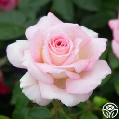 La Fleurette -RoseLuxe Shop La Fleurette 5