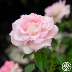 La Fleurette -RoseLuxe Shop La Fleurette 6