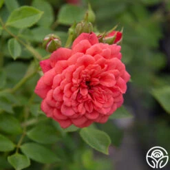 Lady Penelope -RoseLuxe Shop Lady Penelope 14