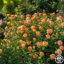 Lady Of Shalott -RoseLuxe Shop Lady of Shalott 013