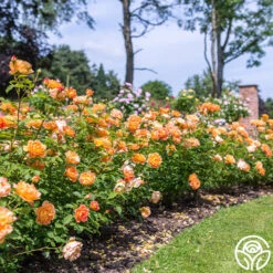 Lady Of Shalott -RoseLuxe Shop Lady of Shalott 015