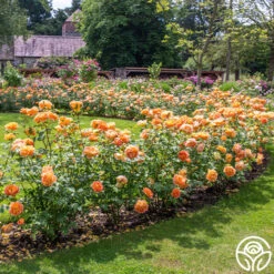 Lady Of Shalott -RoseLuxe Shop Lady of Shalott 016