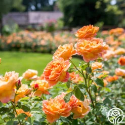 Lady Of Shalott -RoseLuxe Shop Lady of Shalott 017