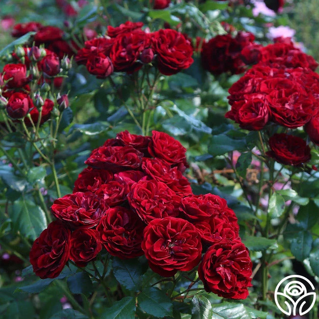 Lava Flow 6 Lava Flow - Image 6