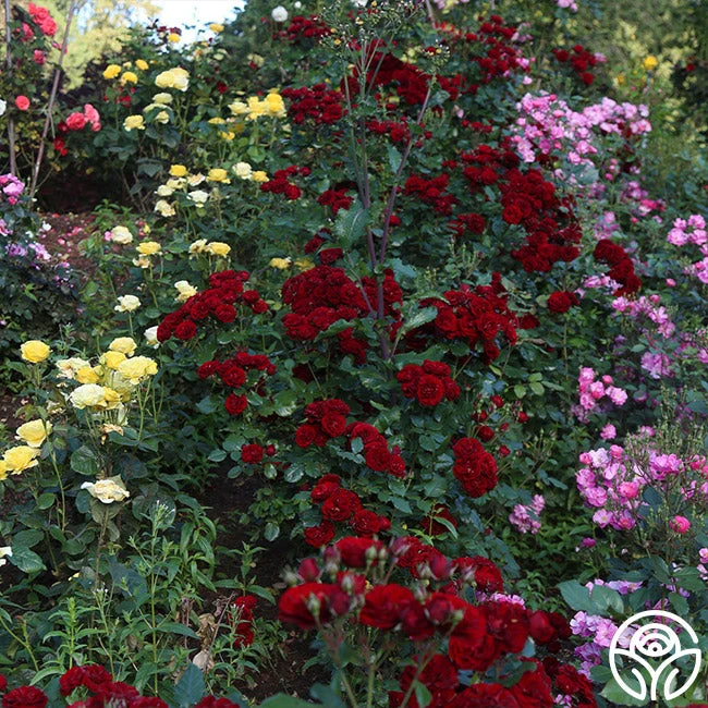 Lava Flow 4 Lava Flow - Image 4