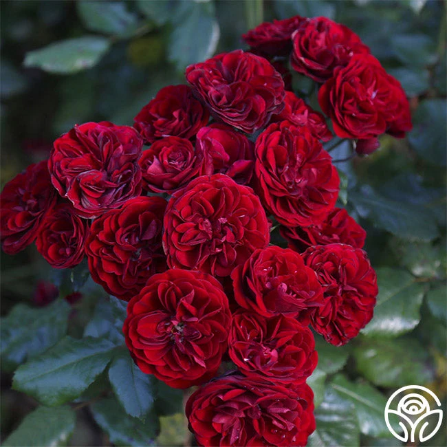 Lava Flow 3 Lava Flow - Image 3