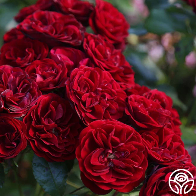 Lava Flow 2 Lava Flow - Image 2