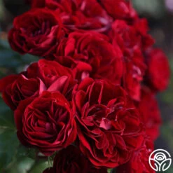 Lava Flow 14 Lava Flow -RoseLuxe Shop Lava Flow 16