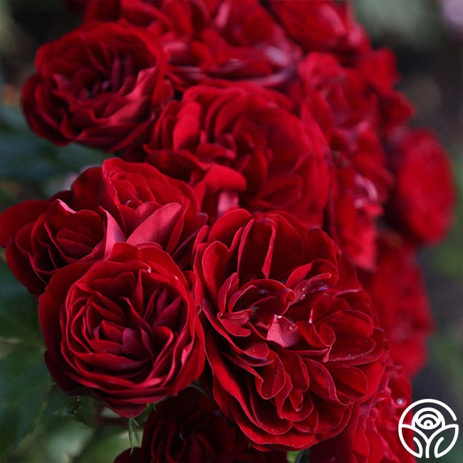 Lava Flow 7 Lava Flow - Image 7