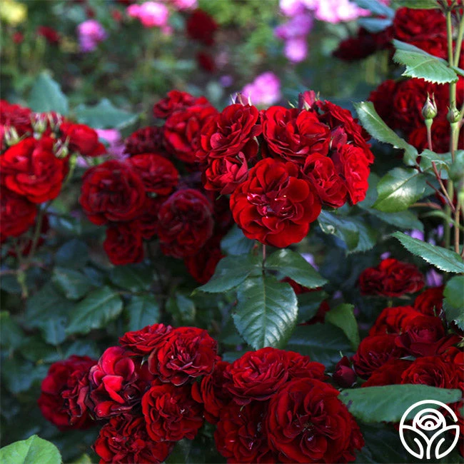 Lava Flow 8 Lava Flow - Image 8