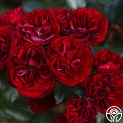 Lava Flow 12 Lava Flow -RoseLuxe Shop Lava Flow 90