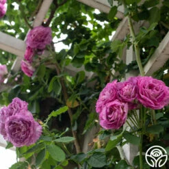 CL Lavender Crush™ -RoseLuxe Shop Lavender Crush 2