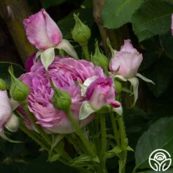 CL Lavender Crush™ -RoseLuxe Shop Lavender Crush 6