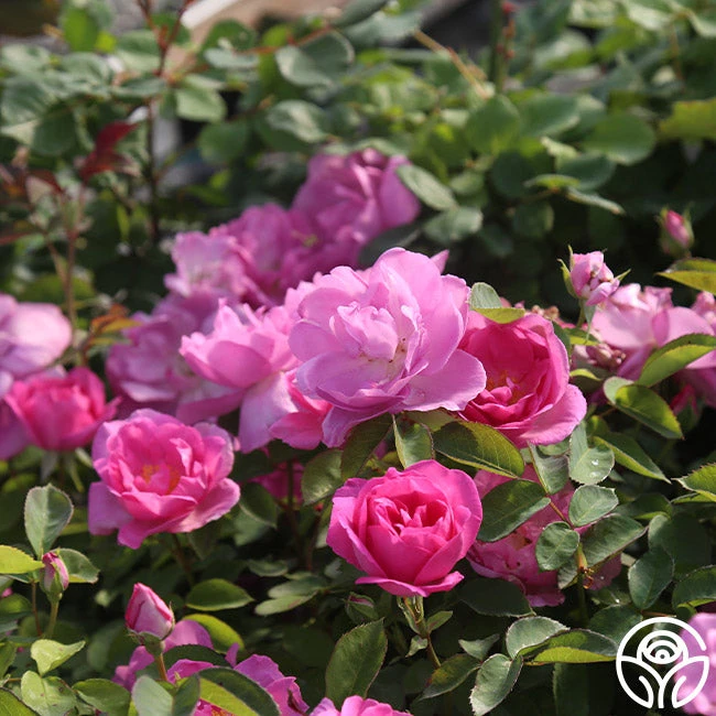 Lavender Floorshow® 1 Lavender Floorshow®