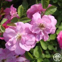 Lavender Floorshow® 15 Lavender Floorshow® -RoseLuxe Shop Lavender Floorshow 02