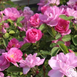 Lavender Floorshow® 14 Lavender Floorshow® -RoseLuxe Shop Lavender Floorshow 03